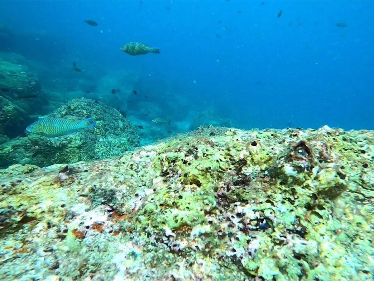 Netrani Island Karnataka HD Photos5