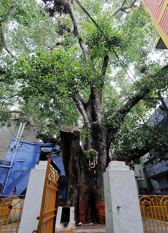 Kurnool Most Mysterious Tree Opened Its Eyes Viral Photos11