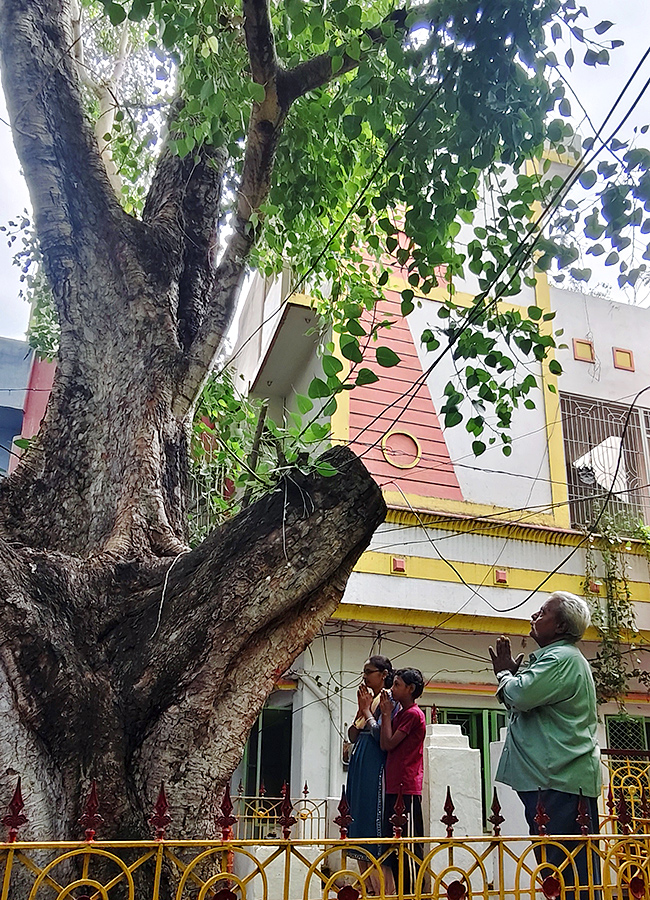 Kurnool Most Mysterious Tree Opened Its Eyes Viral Photos12