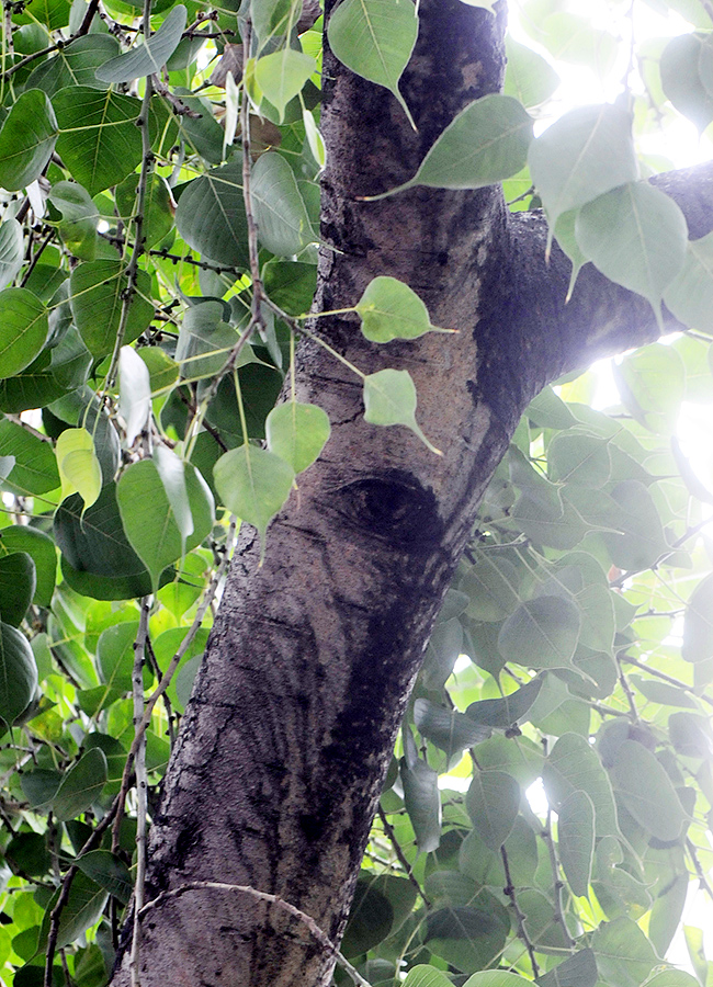 Kurnool Most Mysterious Tree Opened Its Eyes Viral Photos13