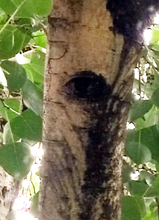 Kurnool Most Mysterious Tree Opened Its Eyes Viral Photos14