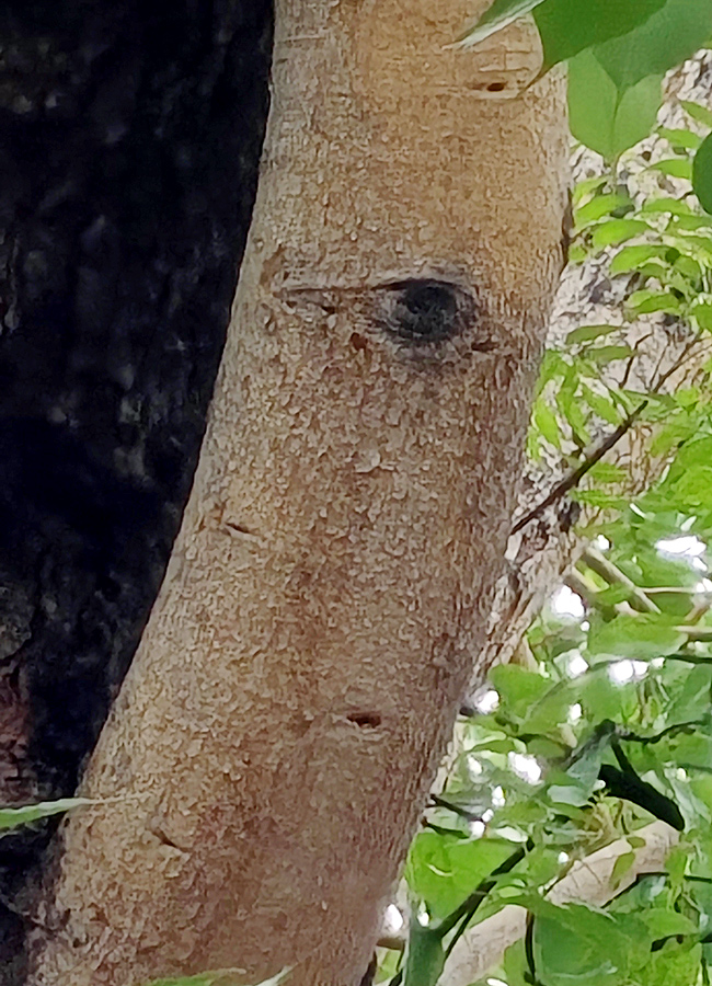 Kurnool Most Mysterious Tree Opened Its Eyes Viral Photos15
