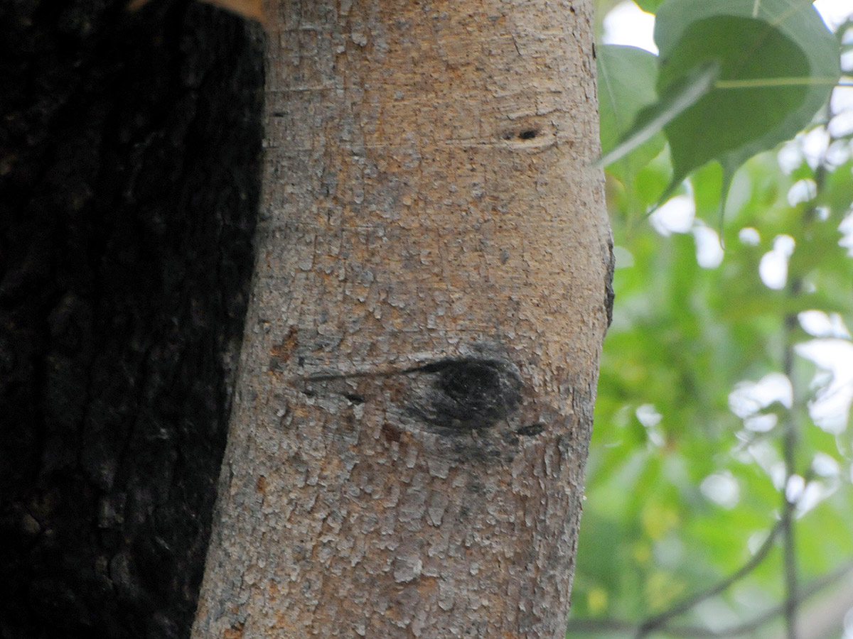 Kurnool Most Mysterious Tree Opened Its Eyes Viral Photos19