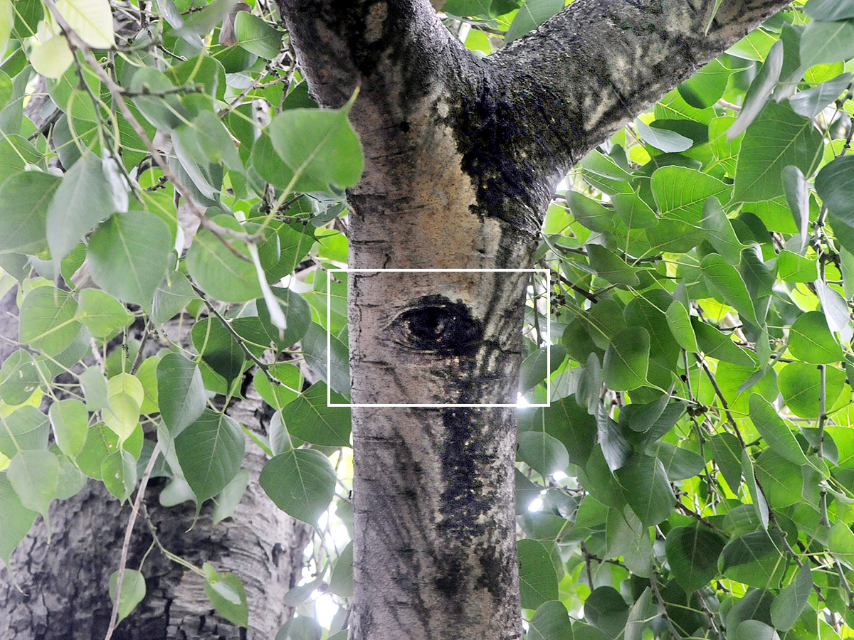 Kurnool Most Mysterious Tree Opened Its Eyes Viral Photos2