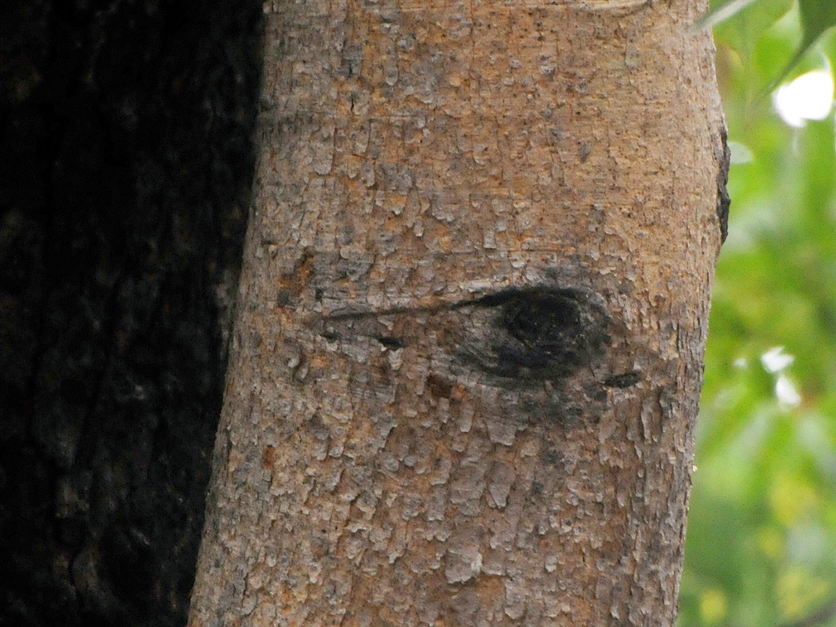 Kurnool Most Mysterious Tree Opened Its Eyes Viral Photos20