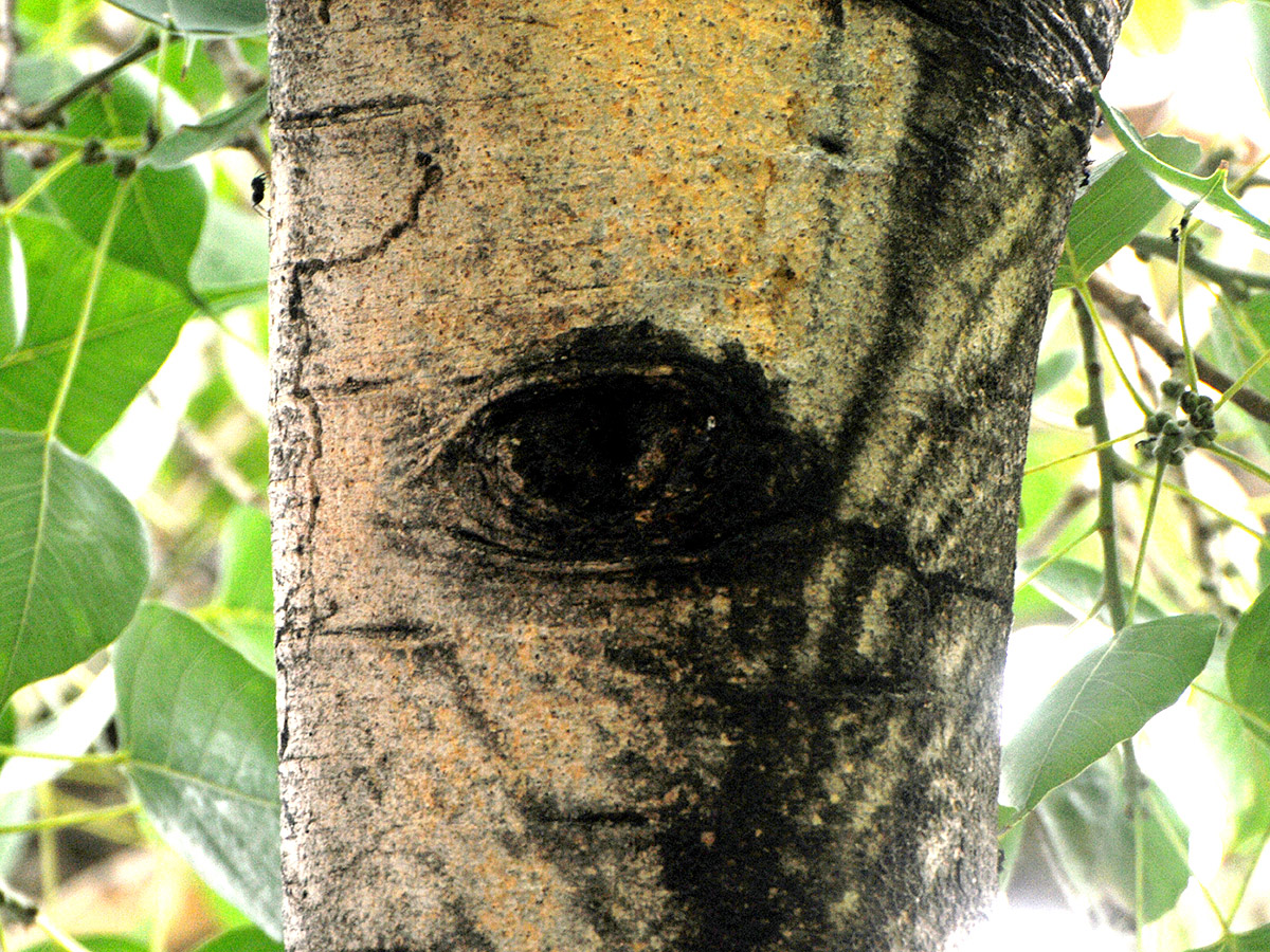 Kurnool Most Mysterious Tree Opened Its Eyes Viral Photos21