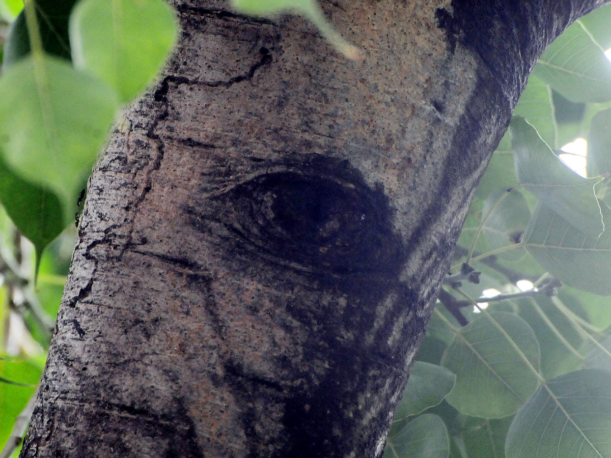 Kurnool Most Mysterious Tree Opened Its Eyes Viral Photos3