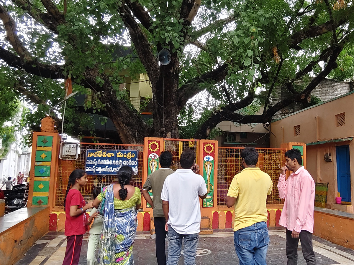 Kurnool Most Mysterious Tree Opened Its Eyes Viral Photos4