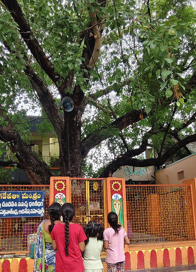 Kurnool Most Mysterious Tree Opened Its Eyes Viral Photos9