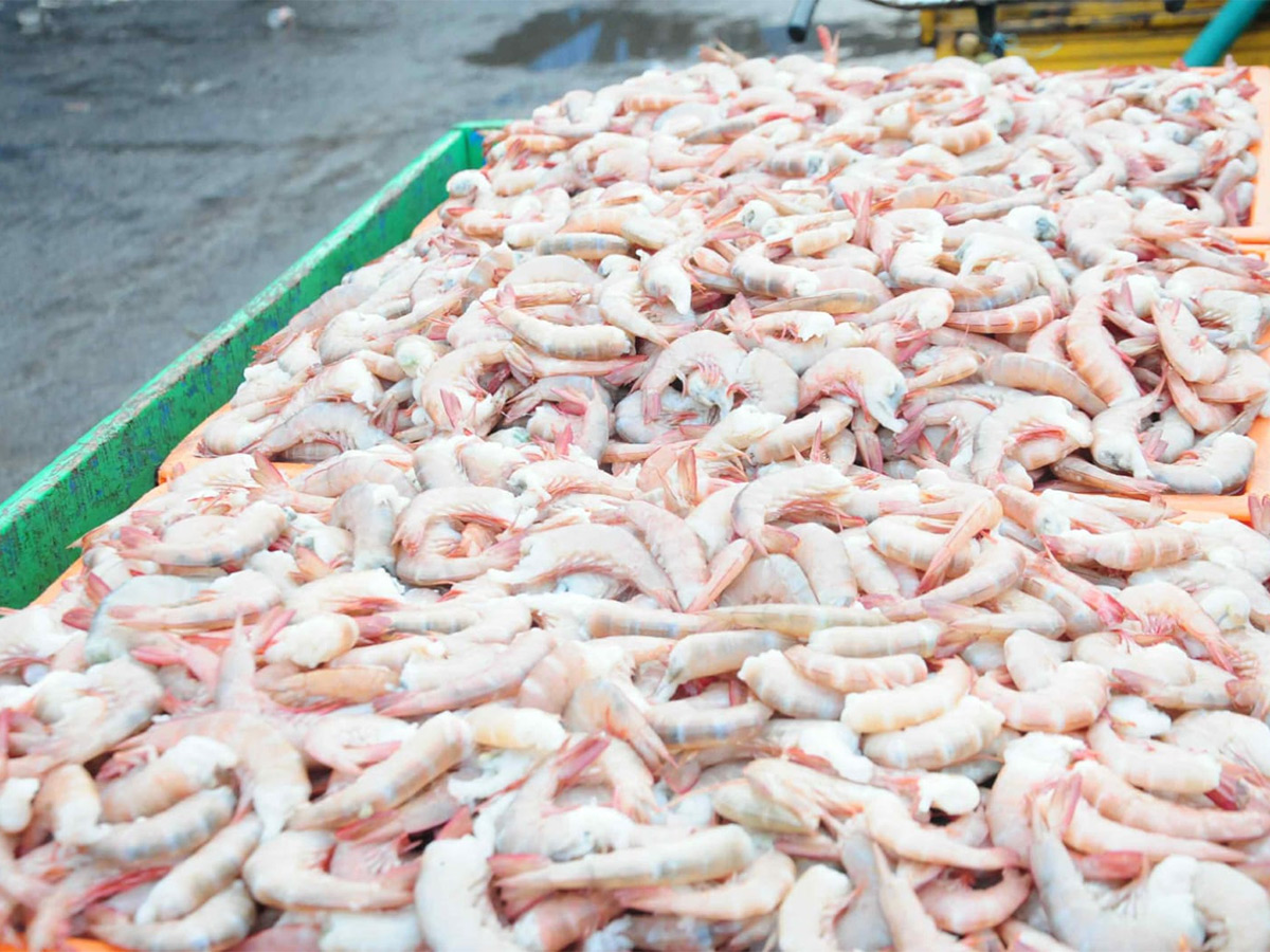 Fish Market Visakhapatnam Photos10