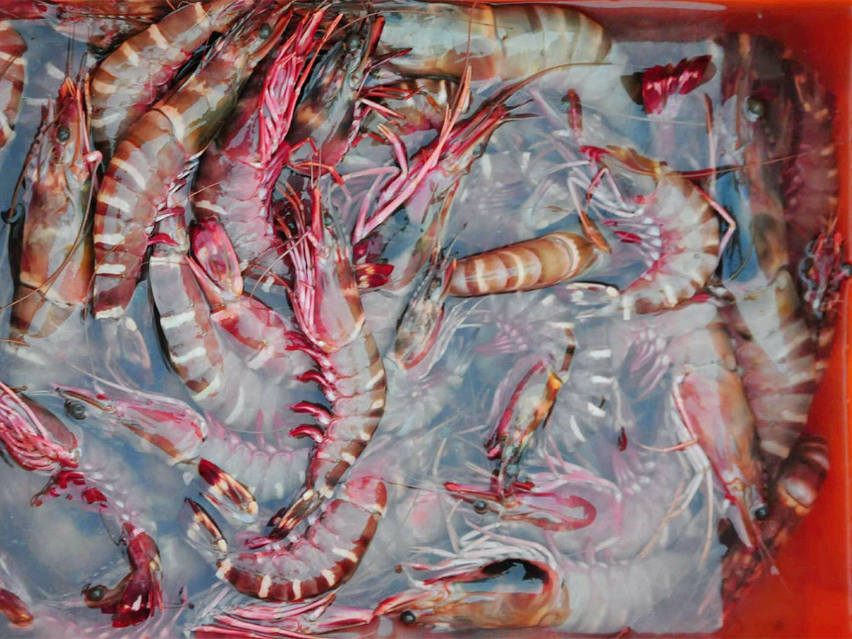 Fish Market Visakhapatnam Photos11