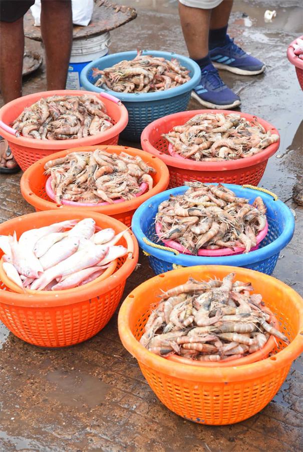 Fish Market Visakhapatnam Photos14