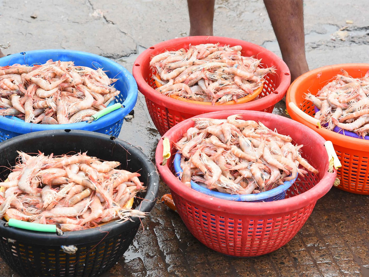 Fish Market Visakhapatnam Photos20