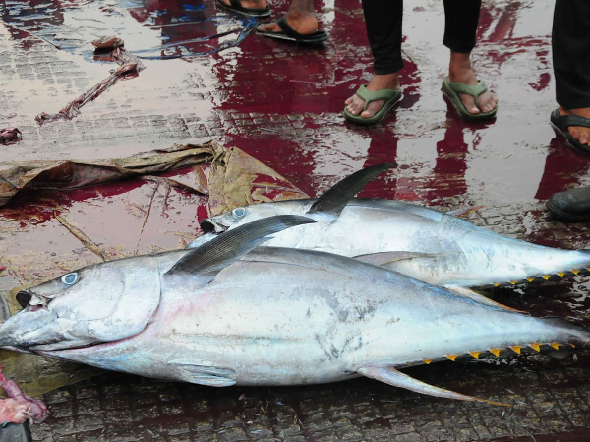 Fish Market Visakhapatnam Photos23
