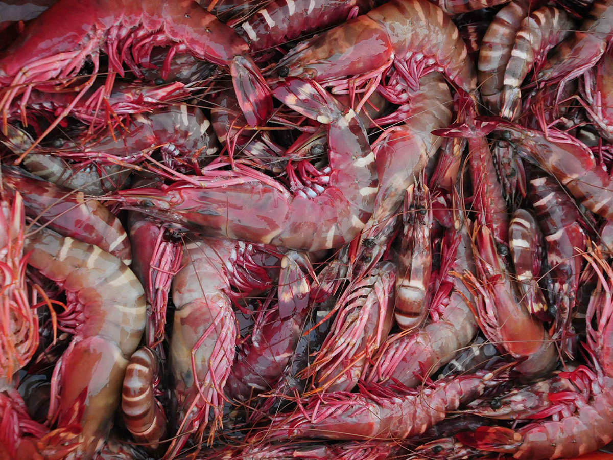 Fish Market Visakhapatnam Photos3