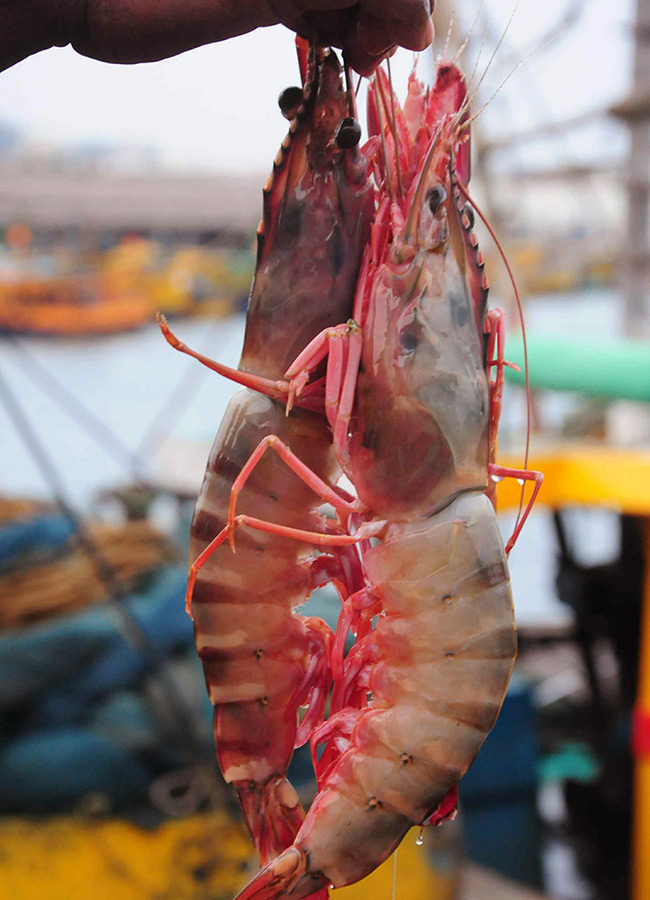 Fish Market Visakhapatnam Photos8
