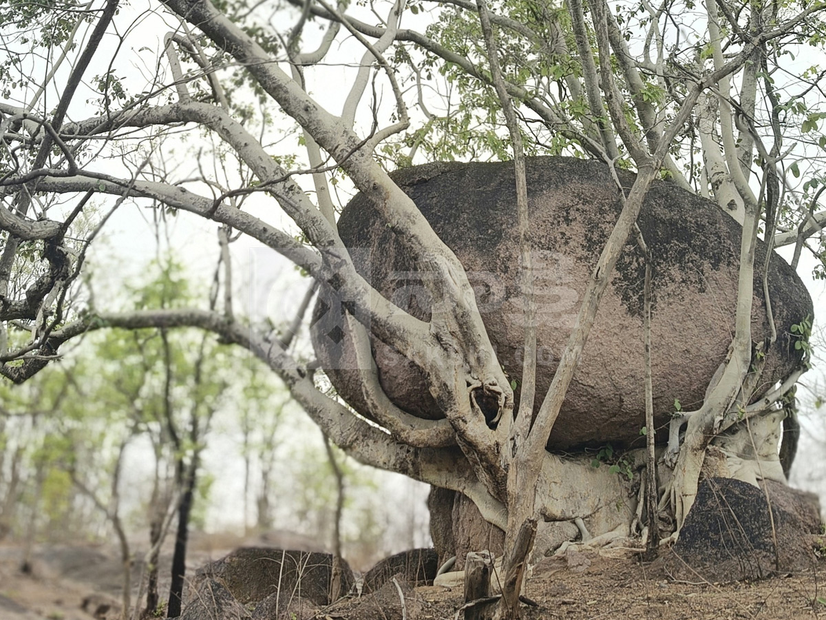 Best Photos of The Week in AP and Telangana Photo Gallery31