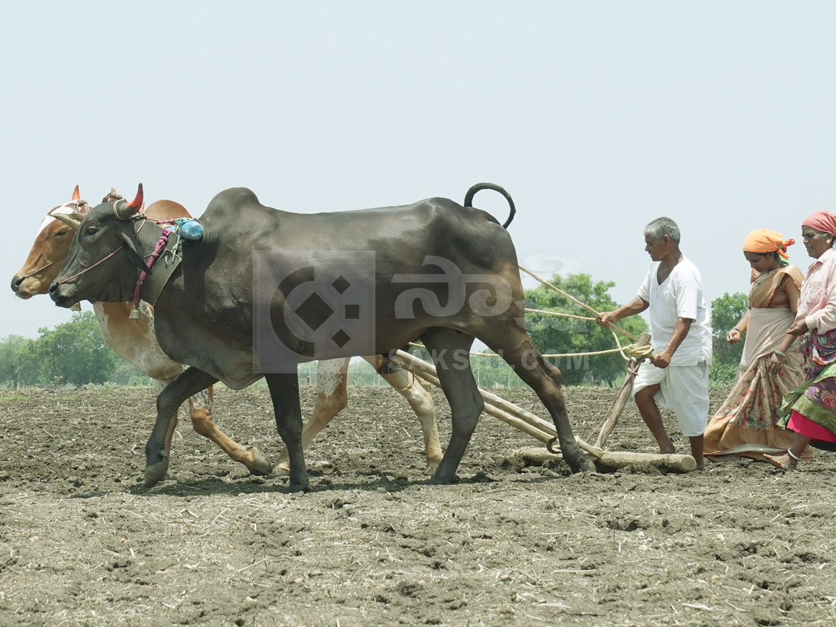 Best Photos of The Week in AP and Telangana Photo Gallery33