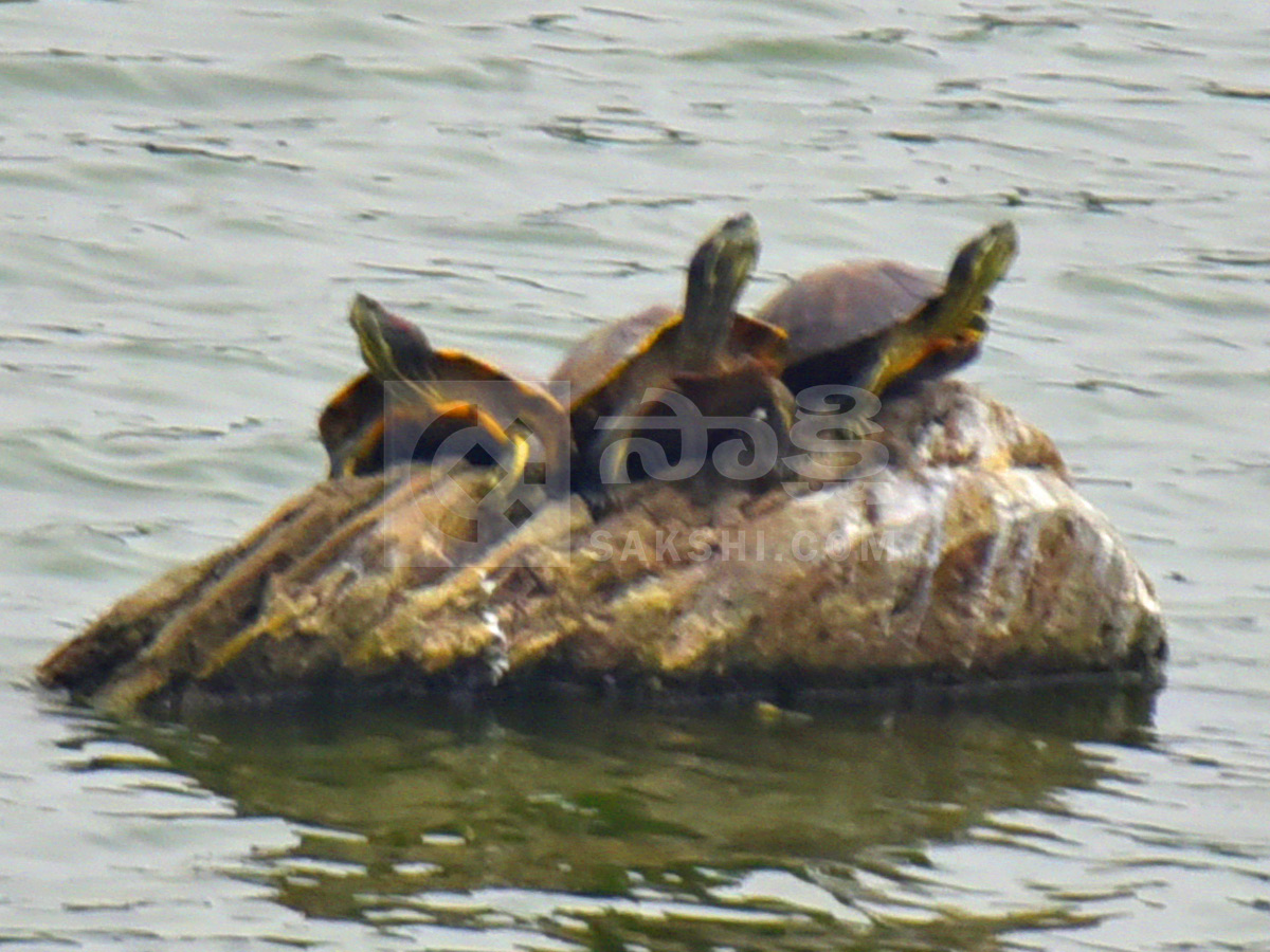Best Photos of The Week in AP and Telangana Photo Gallery48