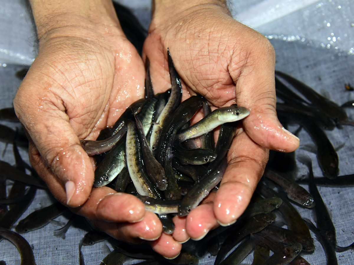 Thousands of people flocked for the fish medicine Photos...13