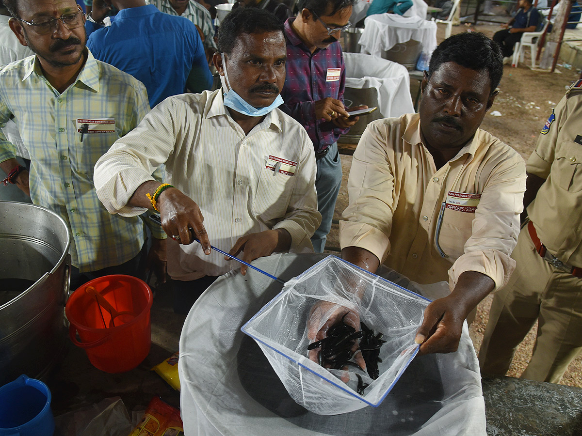 Thousands of people flocked for the fish medicine Photos...15