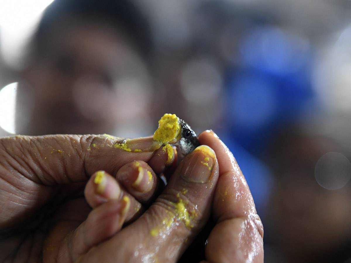 Thousands of people flocked for the fish medicine Photos...8