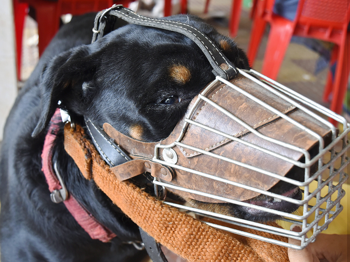 Best Photos of The Week in AP and Telangana Photo Gallery27