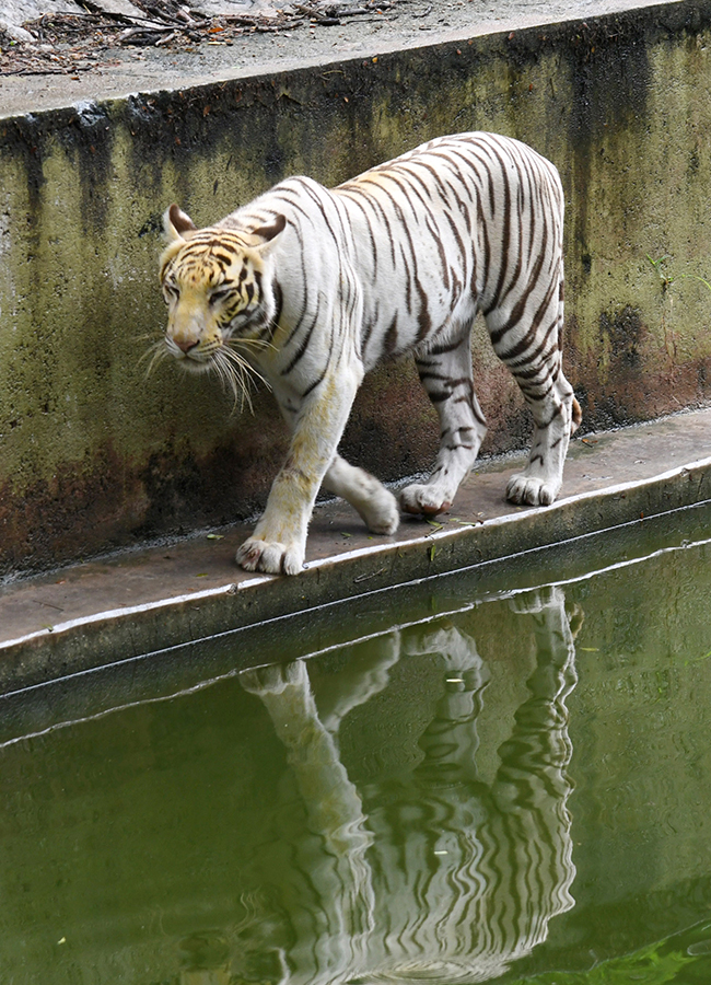 International Tiger Day Celebrated Grandly at the Zoo Park14