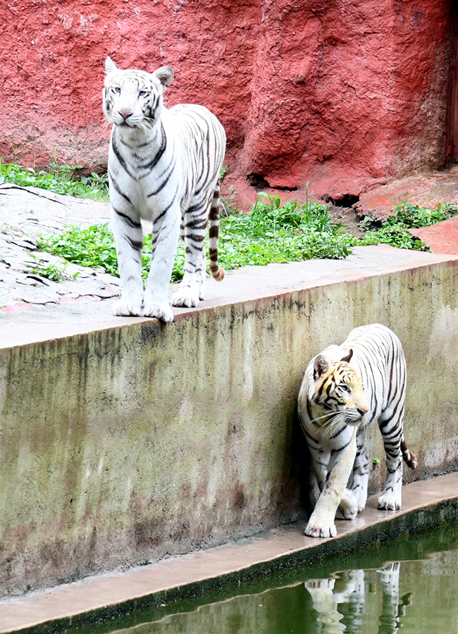 International Tiger Day Celebrated Grandly at the Zoo Park20