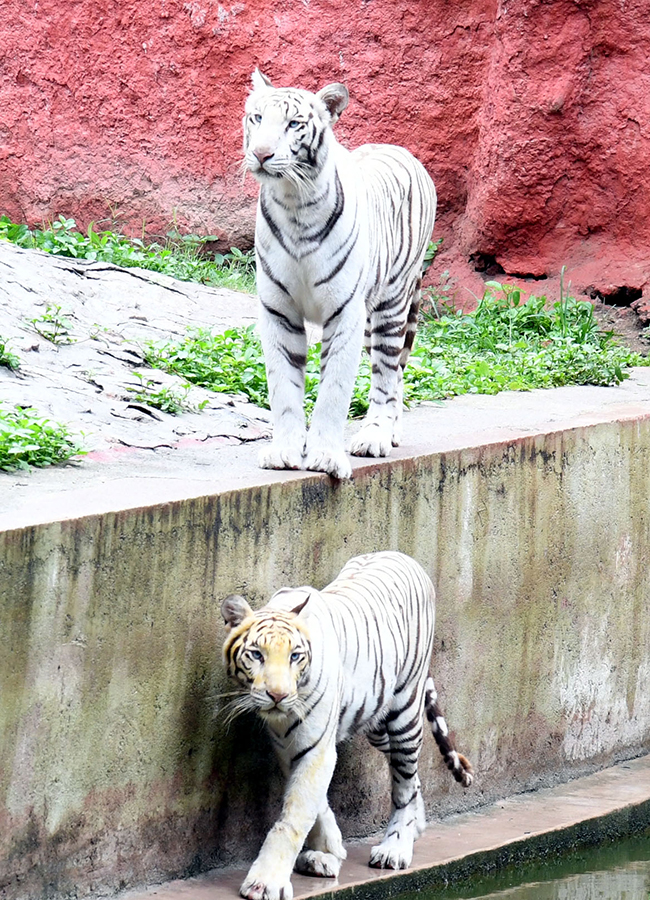 International Tiger Day Celebrated Grandly at the Zoo Park21