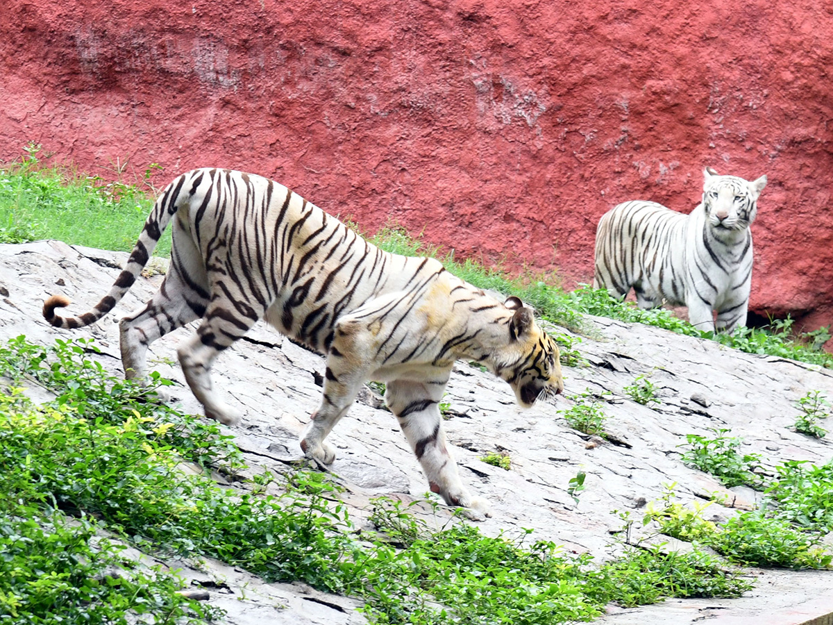 International Tiger Day Celebrated Grandly at the Zoo Park23