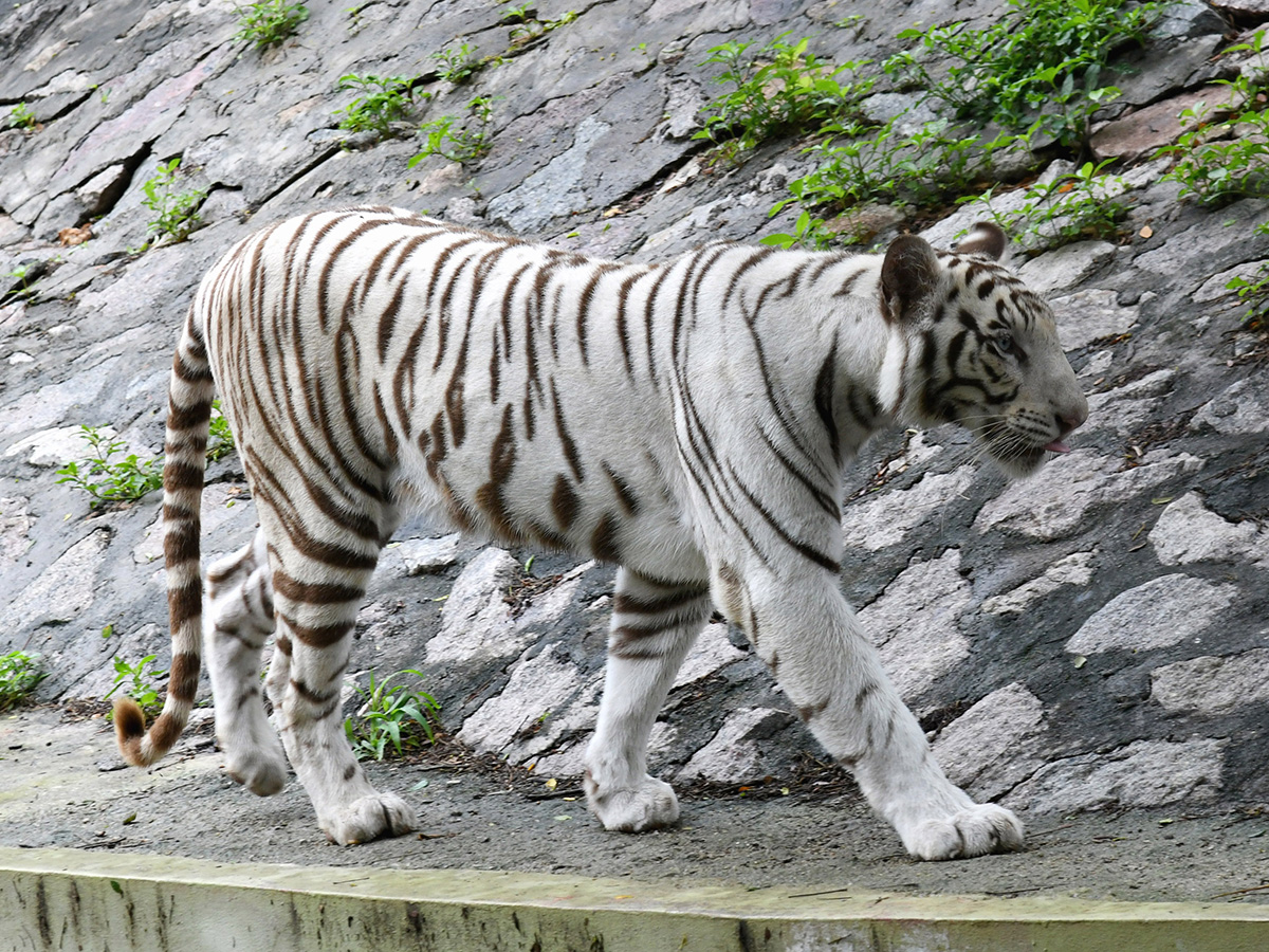 International Tiger Day Celebrated Grandly at the Zoo Park3