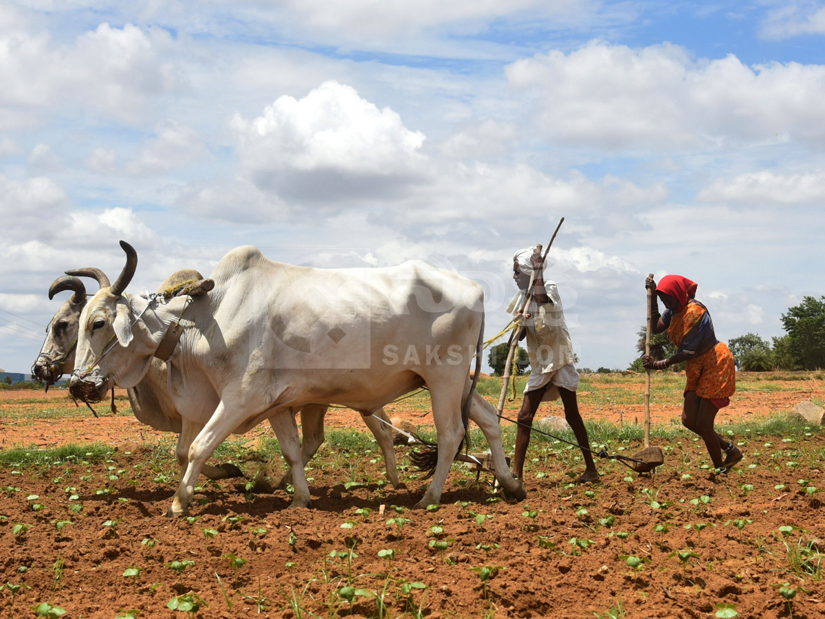 Best Photos of The Week in AP and Telangana Photo Gallery16