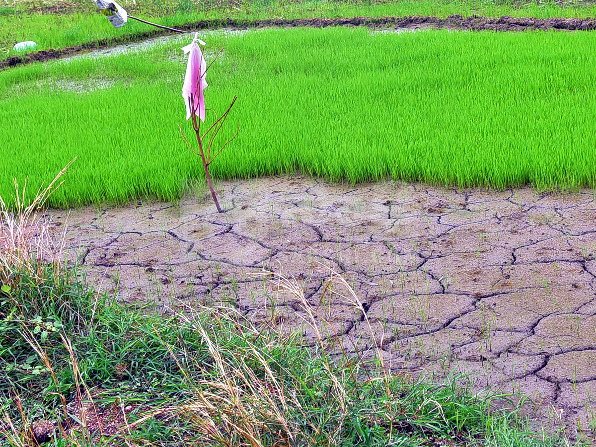 Best Photos of The Week in AP and Telangana Photo Gallery8