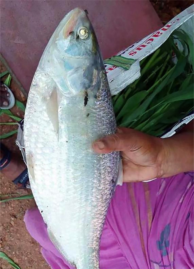 pulasa fish curry 2026 hd photos10
