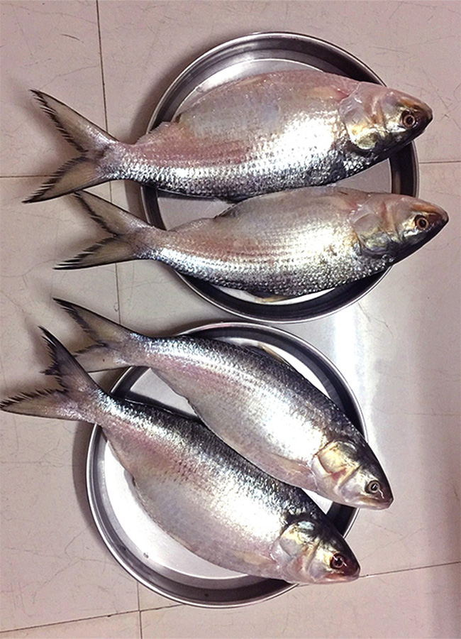 pulasa fish curry 2026 hd photos12