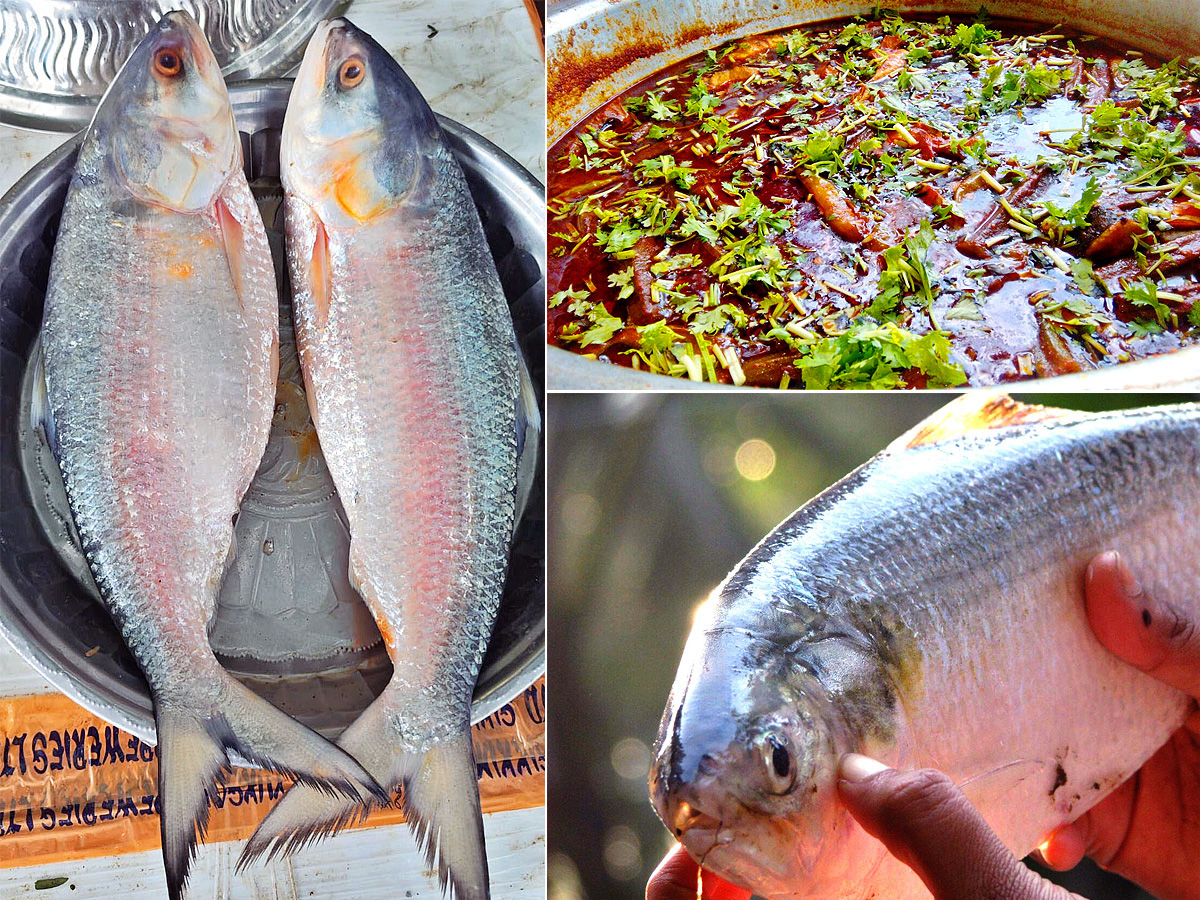 pulasa fish curry 2026 hd photos13