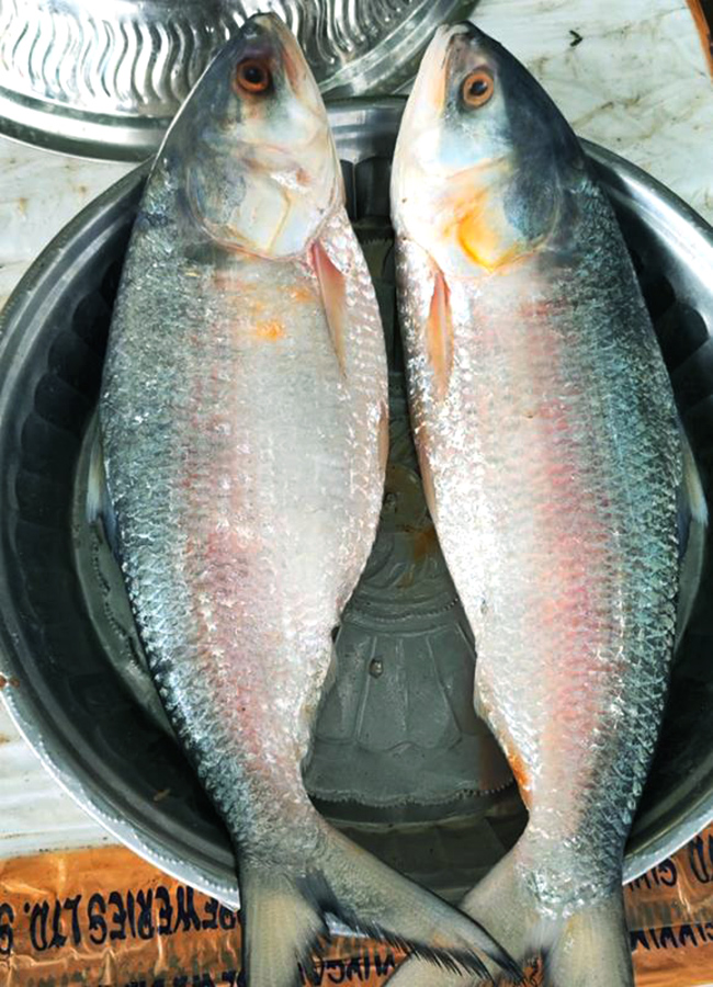 pulasa fish curry 2026 hd photos3