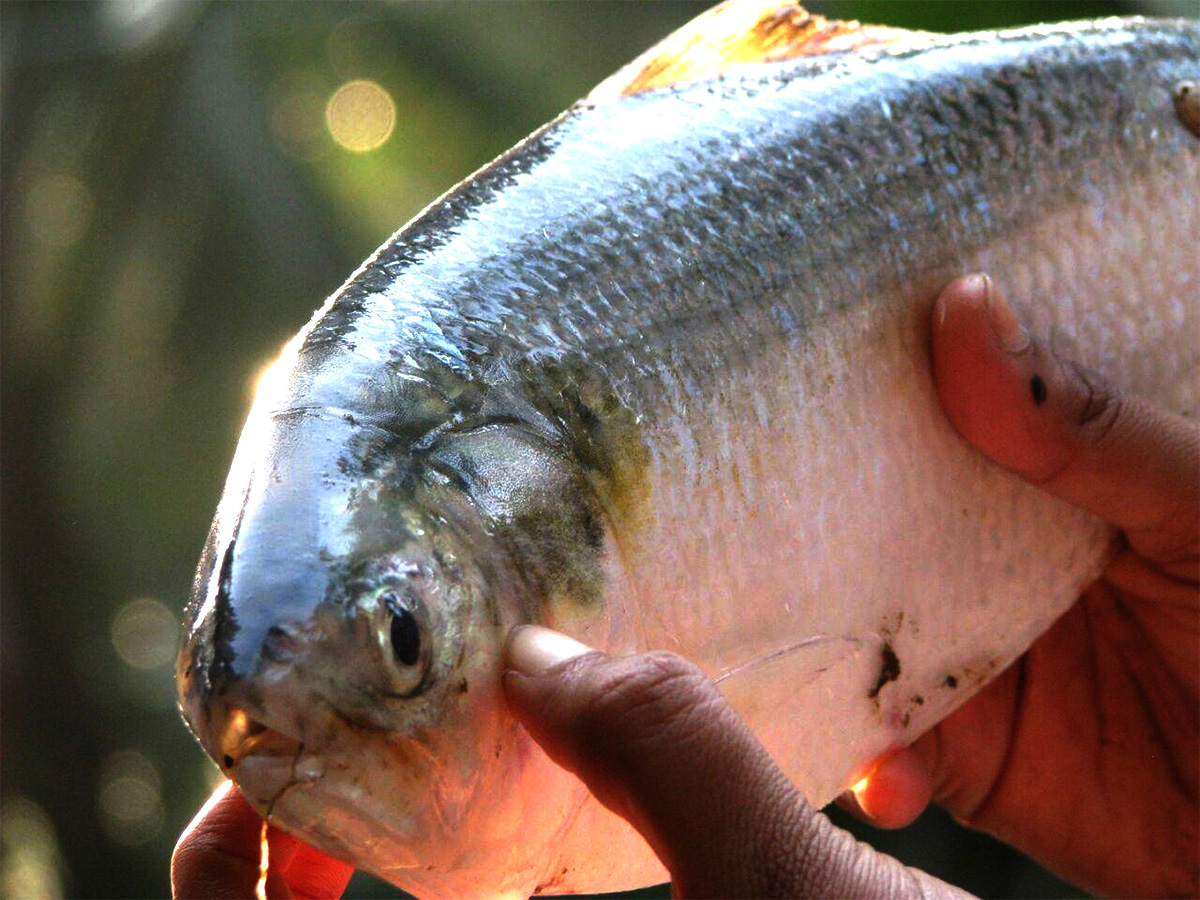 pulasa fish curry 2026 hd photos5