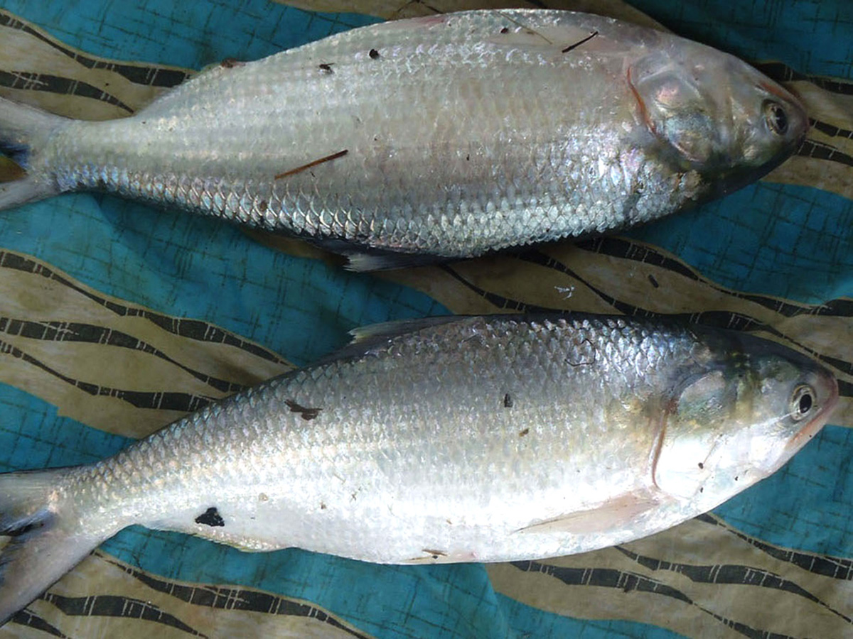 pulasa fish curry 2026 hd photos6