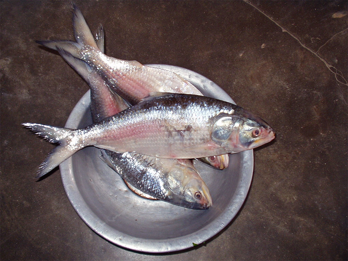 pulasa fish curry 2026 hd photos7