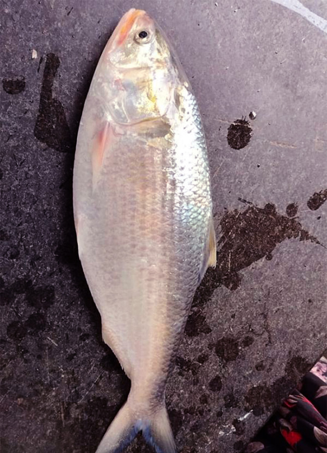 pulasa fish curry 2026 hd photos8