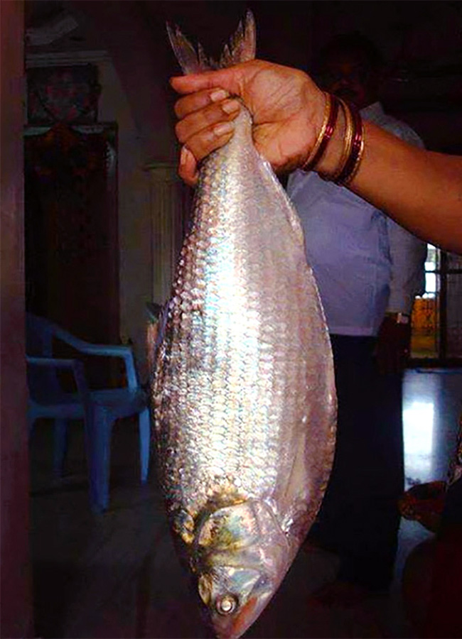 pulasa fish curry 2026 hd photos9