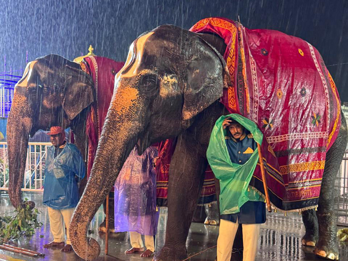 Tirumala : Brahmotsavams Chandraprabha Vahanam on Monday Night 10