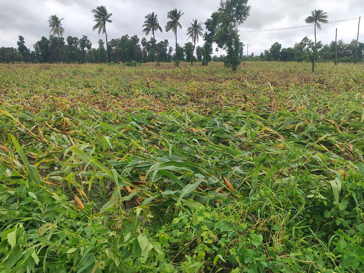 heavy rain in srikakulam Photo Gallery21