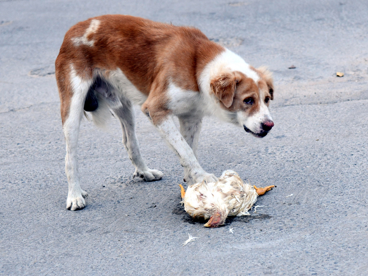 Best Photos of The Week in AP and Telangana Photo Gallery17