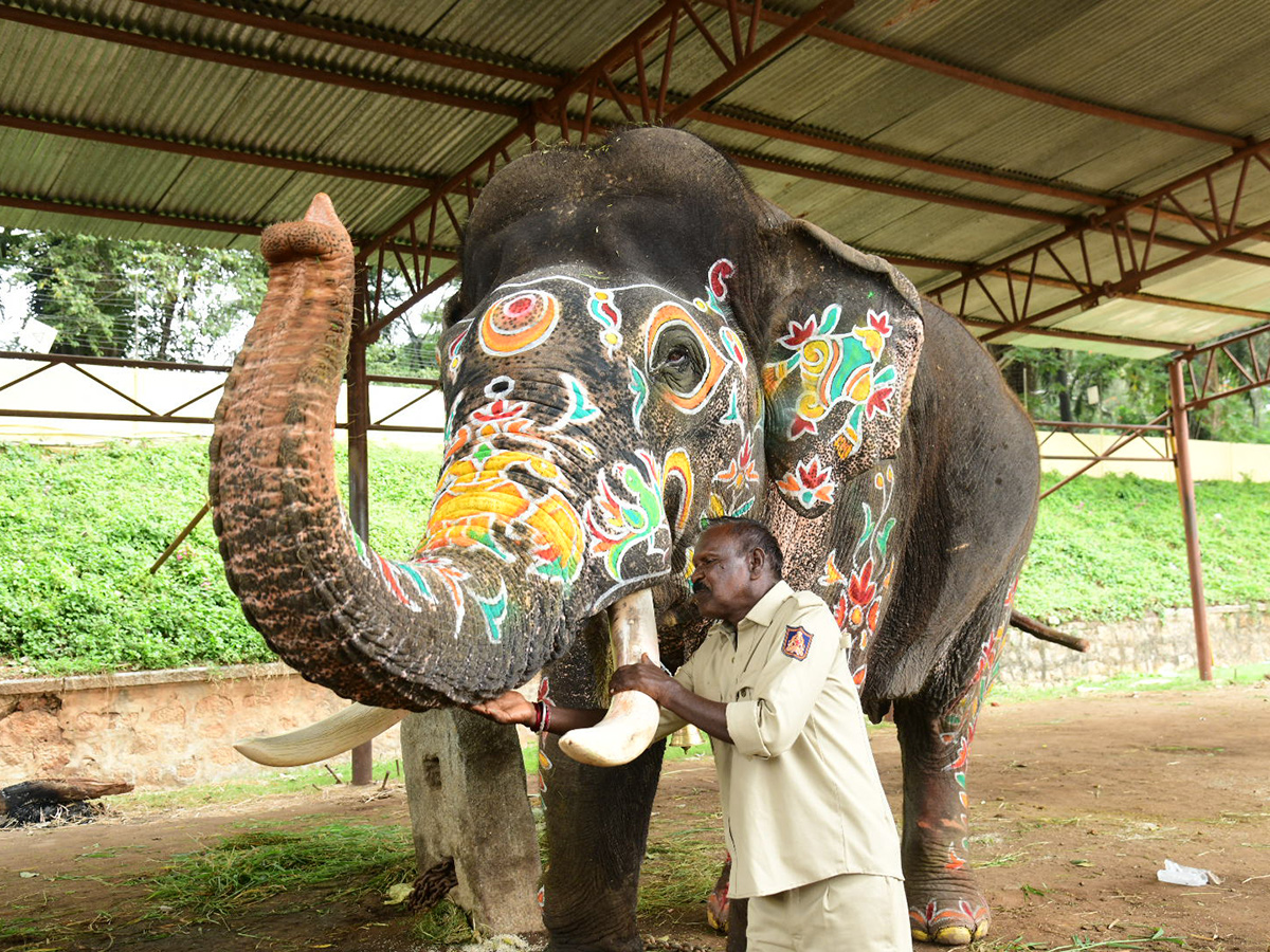 Elephant in Mysore Dasara Festival Viral Photos10