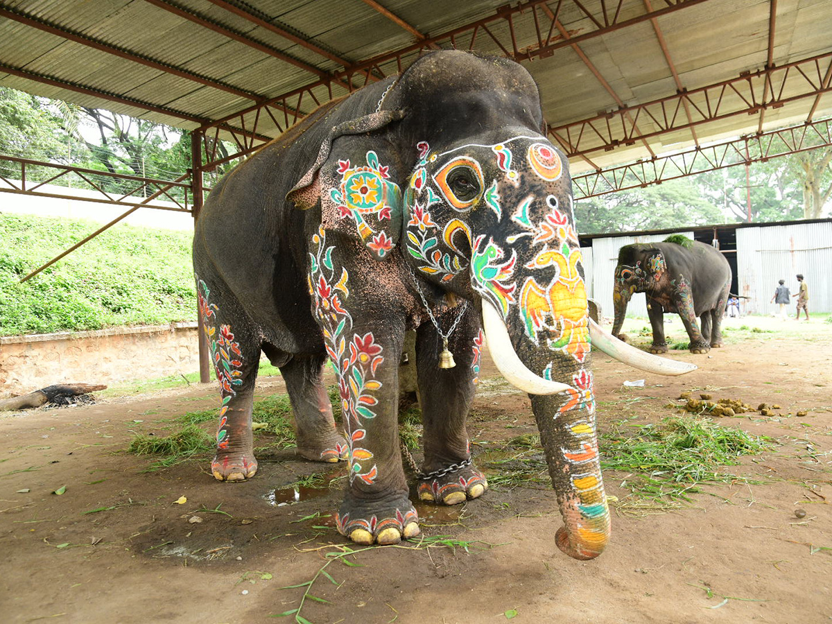 Elephant in Mysore Dasara Festival Viral Photos11
