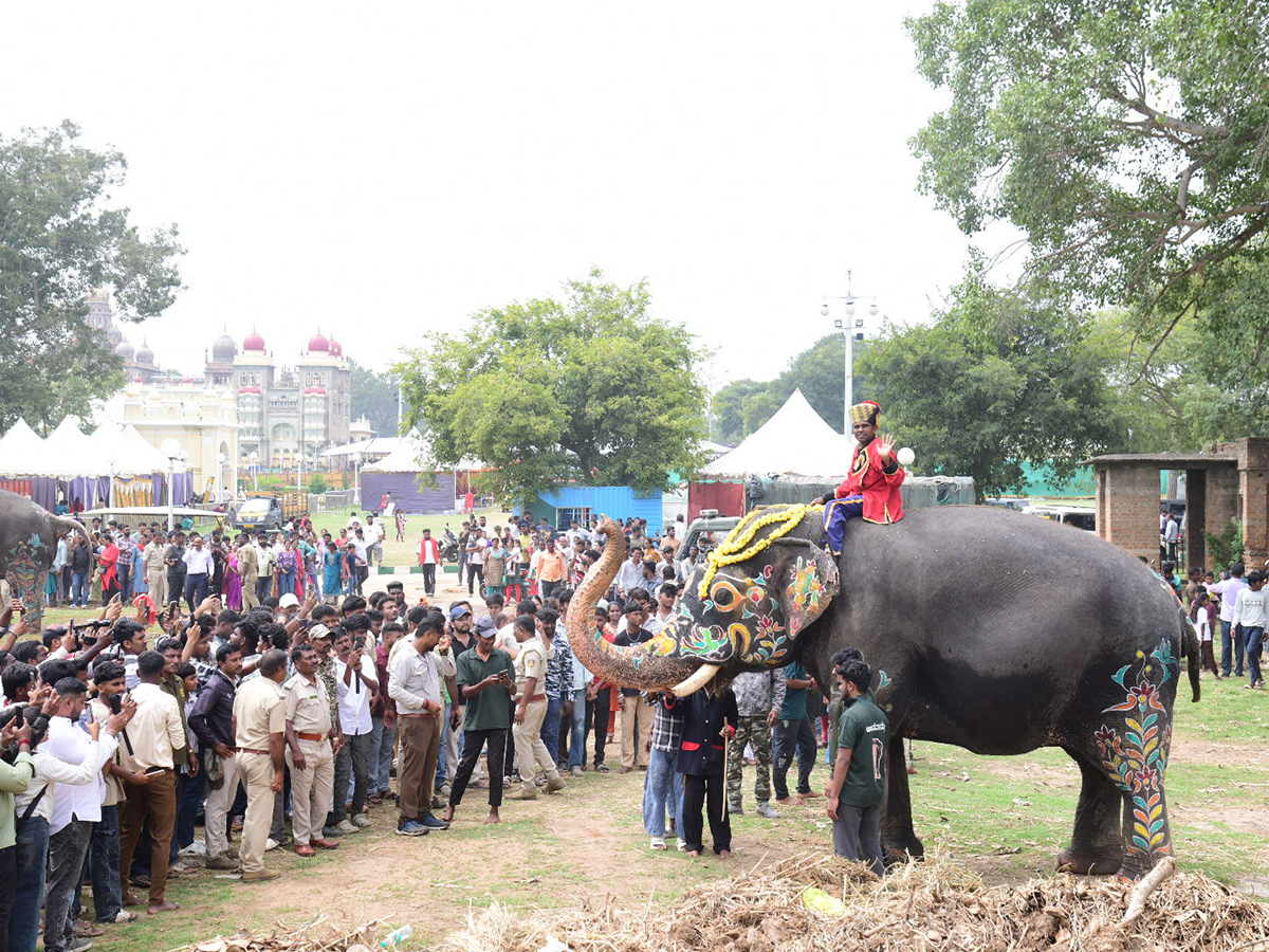 Elephant in Mysore Dasara Festival Viral Photos13