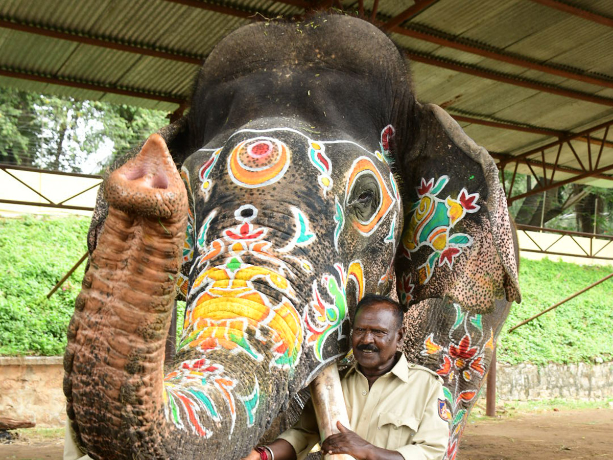 Elephant in Mysore Dasara Festival Viral Photos14